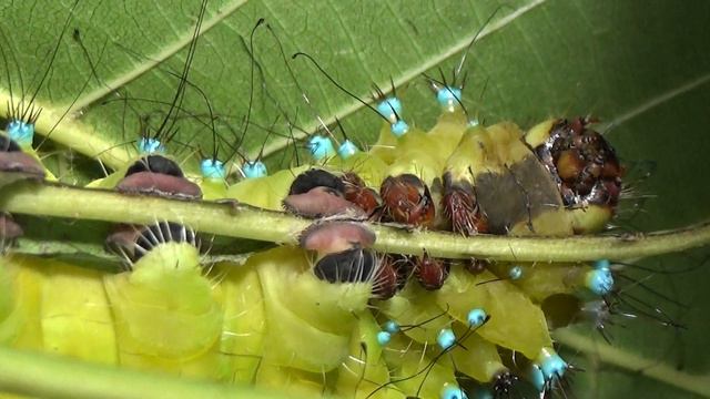 How Are Caterpillars of Silkmoths, Actias luna and Saturnia pyri, making a Cocoons for Pupation?