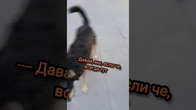 Утренние диалоги с собаками #собакадругчеловека #собаки #юмор
