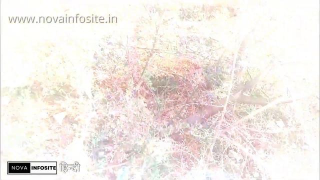 बड़े काम की है इस पेड़ की छाल...पिंपल हटाए, कफ और पित्त से जुड़ी समस्याएं भगाए... смотреть онлайн