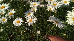 Нивяник.Что выросло из собранных семян.