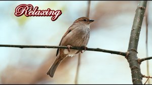 Пение Соловья!