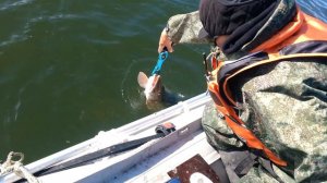 Щука 7 кг залив большая дербина КВХ