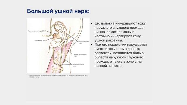 Анатомия шейного и плечевого сплетений