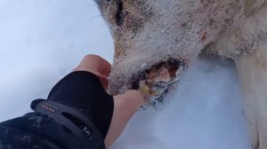 ОХОТА НА ВОЛКА 2022. ВОЛКИ ЕДЯТ СОБАК. КАРЕЛИЯ #охотанаволка2022