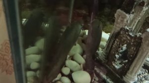 Аквариум Aquael 200 литров.