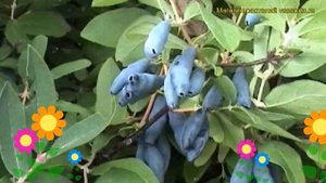 Жимолость съедобная Нимфа. Краткий обзор, описание характеристик lonicera edulis Nimfa