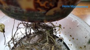 Наша пассифлора зимой