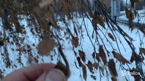 Почему деревья не сбросили осенью листья?