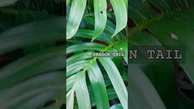 𝙀𝙥𝙞𝙥𝙧𝙚𝙢𝙣𝙪𝙢 𝙋𝙞𝙣𝙣𝙖𝙩𝙪𝙢 (Dragon's Tail Plant) | Climbing Vine | PlantMusikaPh