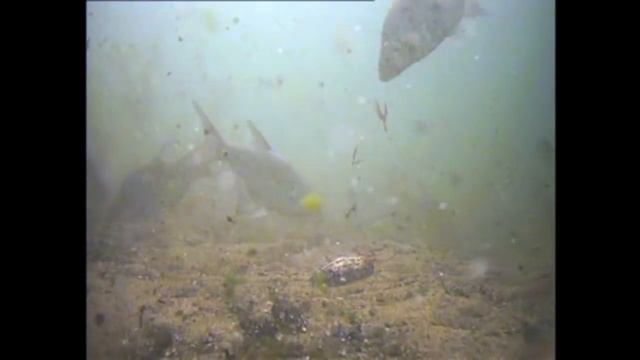 Ловля подлещика. Подводные съемки. BREAM FISHING смотреть онлайн