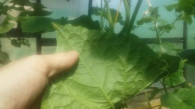 СПАСЛА СВОИ ОГУРЧИКИ ЭТИМ ДЕШЁВЫМ АПТЕЧНЫМ СРЕДСТВОМ!!! ТЕПЕРЬ МОИ ОГУРЦЫ ОТЛИЧНО ПЛОДОНОСЯТ!!! смотреть онлайн