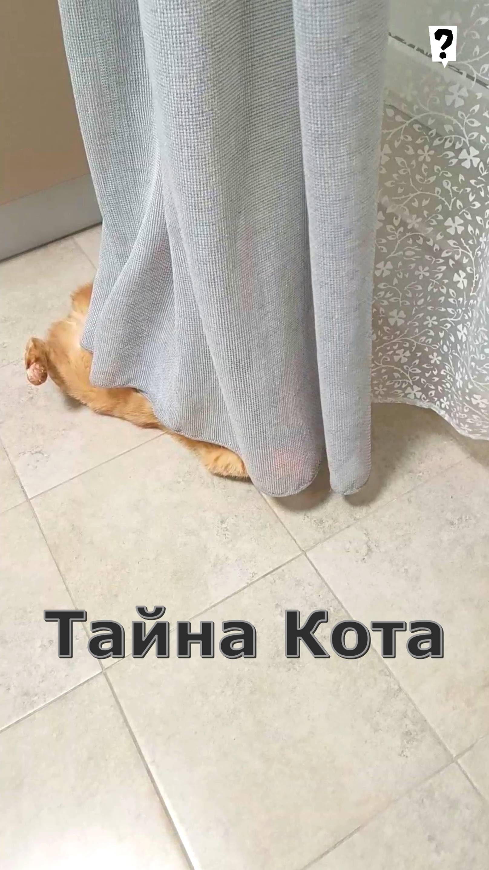 Тайна Кота. Кот Феня, он же Феникс