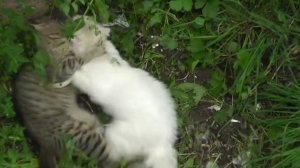 Драка котов(Fight of cats)