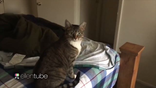 Owen Wilson as a Cat смотреть онлайн