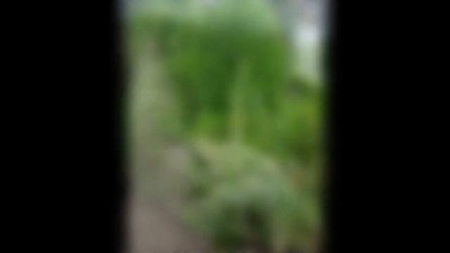 МОЛЮЦЕЛЛА (MOLUCELLA) сем. Губоцветные смотреть онлайн