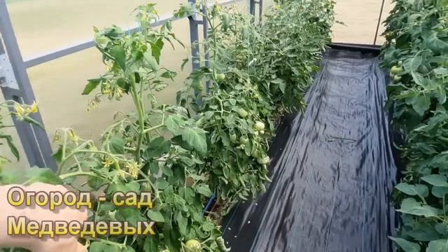 Обзор теплиц с томатами на конец июня смотреть онлайн