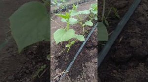 шпалерная сетка для огурцов или как ловить огурцы сетями