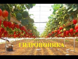 Рост клубники на гидропонике! Сажаем вместе   петрушка!!!