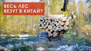 Где и как растят строительный лес. И хватит ли на нам лесных ресурсов