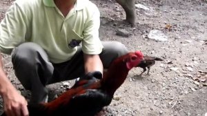 тайская ферма