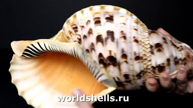 Харония Тритонис (Charonia tritonis) 37 см. смотреть онлайн