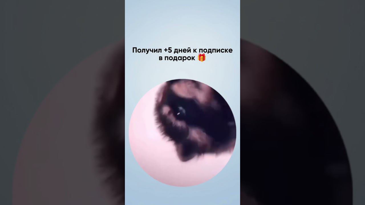 Продлевайте подписку до майских и получайте 5 дней в подарок #seo #ppc #маркетинг смотреть онлайн