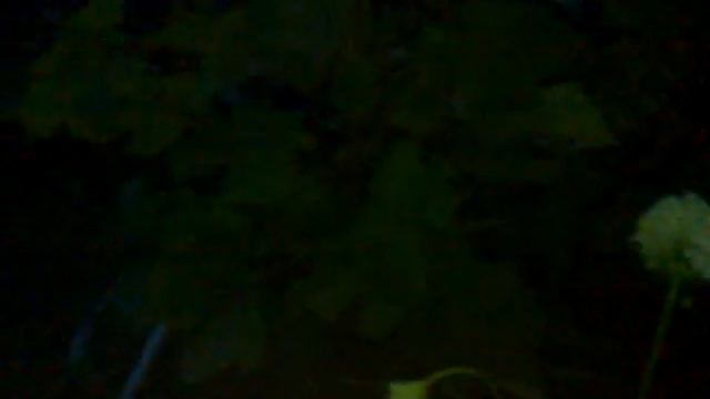 Липовый бражник взлет продолжение ч.2