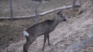 Благородный олень или настоящий олень(лат. Cervus elaphus),
