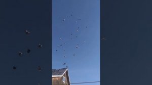 Голуби Самарской области 89276067330 Вячеслав