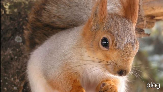 растительный и животный мир смотреть онлайн