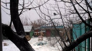 Первый снег и синица