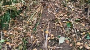 Текели пожар. Пожар в Алматинской области. Пожар в Текели.Коринское ущелье. Горы Казахстана