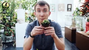 РОСЯНКА. ХИЩНОЕ РАСТЕНИЕ. СЕРГЕЙ КУНИЦЫН