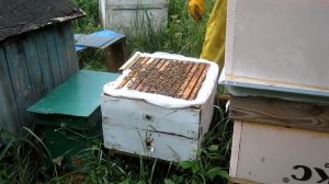 Пчеловодство.Как сделать чтоб матка не сеяла во втором корпусе.Установка разделительной решётки