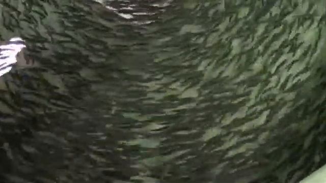 Подросший малек чавычи