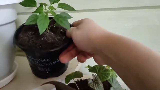 ВЕСНА НА ПОДОКОННИКАХ 🌶️🌺,НА СТОЛАХ КУХОННЫХ И КОМПЬЮТЕРНЫХ .ОБЗОР И ПОБОЛТУШКИ 🌷🌷🌷.31.03.21 смотреть онлайн