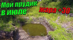 Прудик на даче в июле! Мой прудик в деревне после месяца жары!