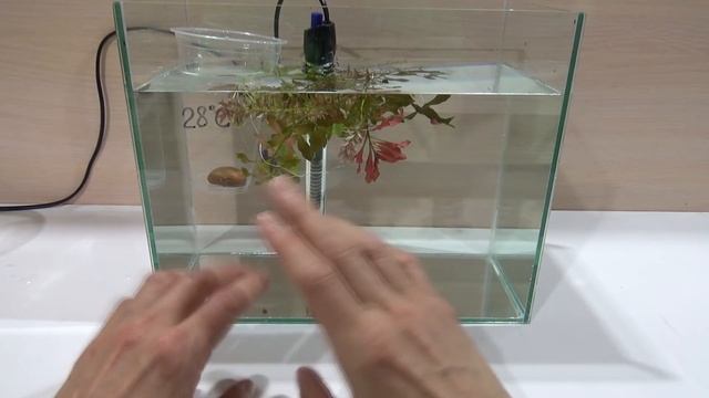 Особенности разведения рыбок петушков (Betta splendens) PT. 2? смотреть онлайн