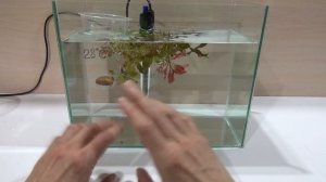 Особенности разведения рыбок петушков (Betta splendens) PT. 2?