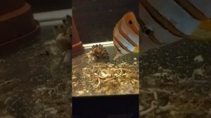 Бабочка пинцет-хелмон (Носатый хелмон) Chelmon rostratus