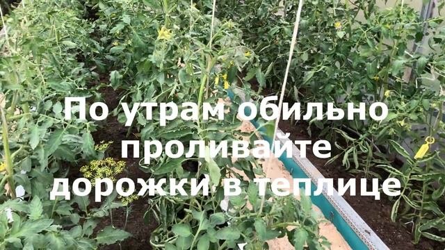Чем опрыскать томаты в жару чтобы не потерять урожай. Способы снижения температуры в теплице. смотреть онлайн