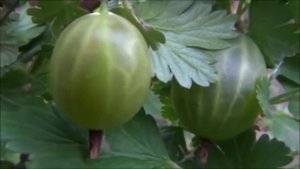 Х.З. - Крыжовник