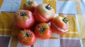 Томаты трескаются. В чем причина??