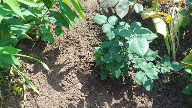 Мои розы, как ухаживаю и кормлю, как они растут смотреть онлайн