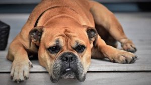 What Dreams About Deceased Dog Means - Is it Good or Bad?