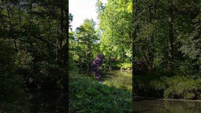 Тієргарден. Рододендрони цвітуть. смотреть онлайн