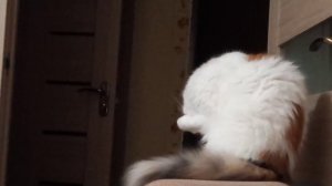 Если у вас в Доме ЖИВЕТ ЛЮБИМАЯ КОШКА?/6 Минут из Жизни Кота ?/my cat