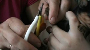 Как обрезать коготки щенку йоркширского терьера