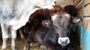 Скотный  рынок   п.Манас . Р. ДАГЕСТАН  осень