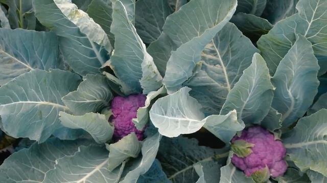 ДЕПЕРПЛ F1 | Овощная усадьба смотреть онлайн